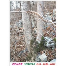 고로쇠수액 오리지널 1말 30만원(택비무료), 12병, 1.5리터