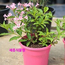 세종식물원 조경수 정원수 키작은 병꽃 핑크파펫 (Pink Poppet) 19cm 화분