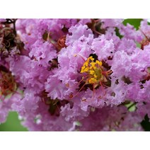 [꽃담은나무] 배롱나무 목백일홍 모음, 3. 배롱나무 핑크벨로 삽목2년 개화주 포트묘, 1개