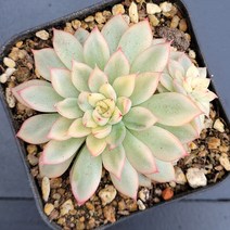 꽃다리 메비나금 64 다육식물 다육금 아이만배송