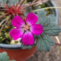 [초화]제라늄(다년생숙근초)-아게보쥐손이