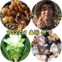 국내산 강황 유기농 생울금 1kg, 유기농 특품1kg, 1개