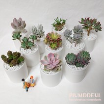 다육식물 홍미인 심플 모던 세라믹 화분 set - 완성품 답례품 인테리어 생일 승진, 러블리로즈