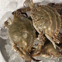 [KCS] 청학수산 서해안 꽉찬 햇 꽃게 2kg 6-10미 제철 가을_1941EA, ★키치스룸★ 1, ★키치스룸★ 본상품선택