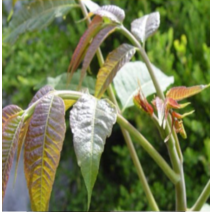 (H소망)토종 가죽나무묘목(참죽 참중 실생1년) 4그루