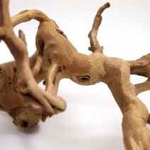 세틀 포도유목 (45~60cm)