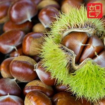 22년 햇밤 알밤 1kg 공주 국내산 포르단 정안, 1개