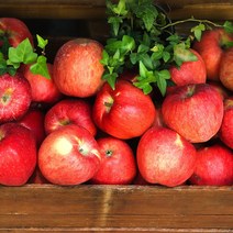 경북 산지직송 당도선별 가정용 정품 꿀사과 부사사과 2kg 3kg 5kg 10kg, (정품) 5kg / 중과 / 16-18과