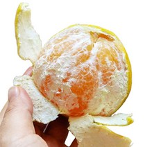 [제주특산품] 과즙팡팡 제주 황금향 가정용 선물센트, 선물용 5키로 중과 (17-25개)