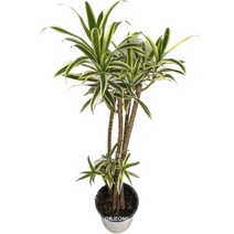 온정농원 송오브인디아 공기정화식물 72cm, 1개