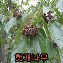 헛개(지구자) 나무 2년생10그루.묘목.나무묘목.유실수.꽃나무.과실수. 헛개나무