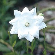 [씨앗]도라지-아스트라 세미더블 화이트(왜성종) 20립