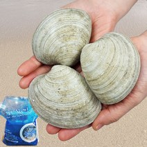 자연산 활 돌조개 1kg 산소포장 사이즈가 좋아요, 9~12개(대)