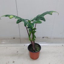 알로카시아 잭클린 최상급