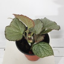 퀸올림푸스 베고니아