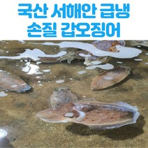 국산 서해안 손질 급냉 갑오징어 1kg, 1개