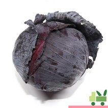 사라상회 적양배추 (적채) 6통, 1.33kg