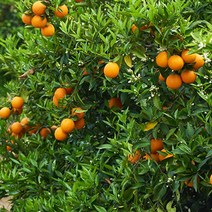 영화청과 특급 국내산 레드향 5kg 제철 제주 가격, 본상품선택