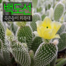 백도선 묵은둥이 외목대 (토끼선인장) 지름 9cm 소품다육화분, 1개