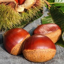 생밤 햇밤 알밤에어프라이어 우리나라맛밤 삶은밤 찐밤 단밤, 알밤(대)