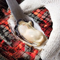 [통영직송] 당일채취 생 굴 석화 각굴 입망굴 하프셀 굴무침 삼배체 1kg 3kg 5kg, 통영 석화3kg(각굴)