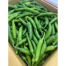 패밀리 싱싱하고 아삭한 모닝고추 안매운고추 특품 500g 1kg 2kg 4kg, 모닝고추 특품 1kg
