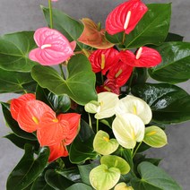 안스리움 안시리움 빨강 핑크 주황 아이보리 수경재배 실내식물 공기정화식물 수경재배식물 거실화분, 주황(비비드), 1개