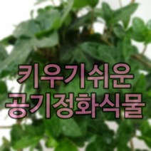 키우기쉬운식물 아이비나무 스킨답서스 행운목 개운죽 풍란 테이블야자 호야 선인장 산호수 율마 천냥금 오렌지자스민 수퍼바 산세베리아 금전수 스파트필럼 스투키 문샤인 남천 고무나무, 51. 핫도그 율마(중) 1개