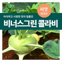 마이플랜트 비너스 그린콜라비 야채 씨앗 500립, 단품없음