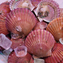 파도수산 산지직송 국내산 제철 홍 가리비 1kg, 1kg 25미 내외