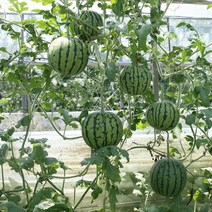 육묘장 원예용 주말농장 수박모종 애플수박모종 5주 10주 20주 40주 미니수박, 푸띠 미니수박 애플수박모종 40주