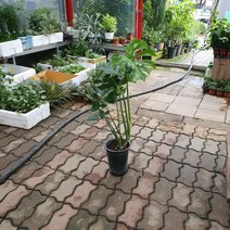 50~80cm 149 몬스테라 델리시오사 중대품 149, 1개