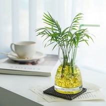 칵테일 플랜테리어 수경재배 물에서 키우는 식물 수생식물 체험교실 diy, 식물유리병세트, B-5 싱고니움