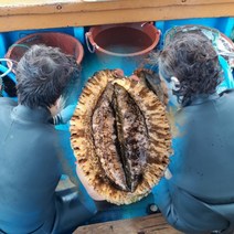 산지직송 해녀가 직접 잡은 국산 통영 자연산 전복 활전복 1kg 대 특대 왕특대 10미 8마리 대형 특대형 선물용, 3. 자연산 전복선물세트 3호