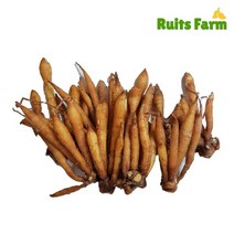 [루츠팜] 태국 생 핑거루트 1kg 까차이 가차이