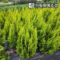 이본느 상록수 싸이프러스 가림원예조경, 이본느 키120cm 분묘, 1개