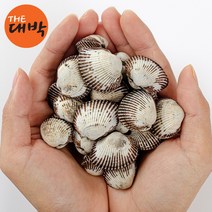 자연산 벌교 새꼬막 1kg 당일채취 생물 꼬막무침, 1box, 새꼬막 2kg