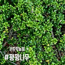 꽝꽝나무 50-60cm 최상품[온뜨락농원]