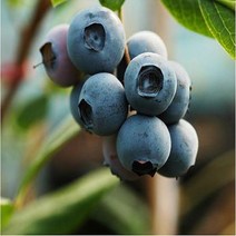 묘목/블루베리 첸들러/삽목2년(포트) 2개 N0879