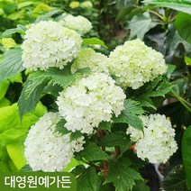 수국백당나무 불두화, 6치포트, 1개