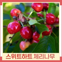 체리나무 묘목 스위트하트 R3cm 결실주(분) 1개