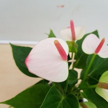 [용이네 화원] 핑크 그라데이션 미니 엘레강스 안시리움 149