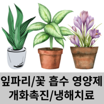식물활력제 개화촉진제 색택강화 냉해 예방 치료, 하이피아 500ml