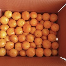 제주도하우스귤 고당도 금귤 하우스귤 제주감귤농장, 하우스감귤 로얄 소과 3kg