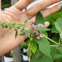 봄바람가든 붓들레아 플라워파워 6치포트 꼼꼼한포장 야생화