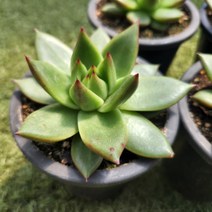 다육세상 다육이 도감마리아