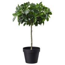이케아 페이카 인조식물 조화 피쿠스 베니아미나 엑소티카 줄기 12 cm 화분 (903.953.04)