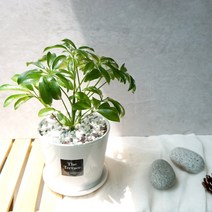 플랜트스토리 실내공기정화식물 스노우화이트 중형 도자기 화분, 1개, 홍콩야자