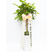 뱅갈 고무나무 중형 대형 개업화분, 1개