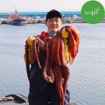 최고다농수산 동해 피문어 참문어 살아있는 활 대왕문어다리 제수용문어 산지직송, 소문어 (600g~5kg), *특가* A급 동해 피문어 1kg내외 (생물)